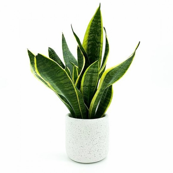 Medium Jesmonite Pot in White | The Collaborative Store